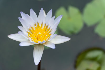 Beautiful white lotus in the river.