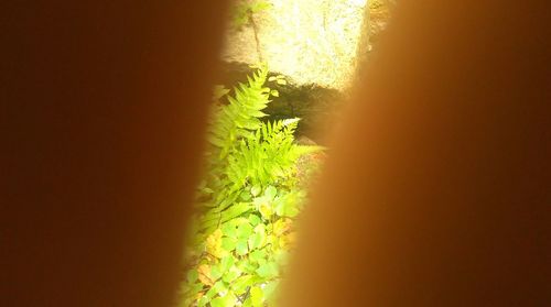 Plants growing at sunset