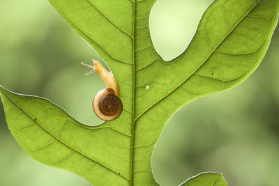 Close-up of snail on leaves