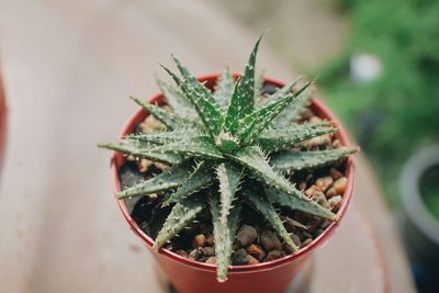 Close-up of plant