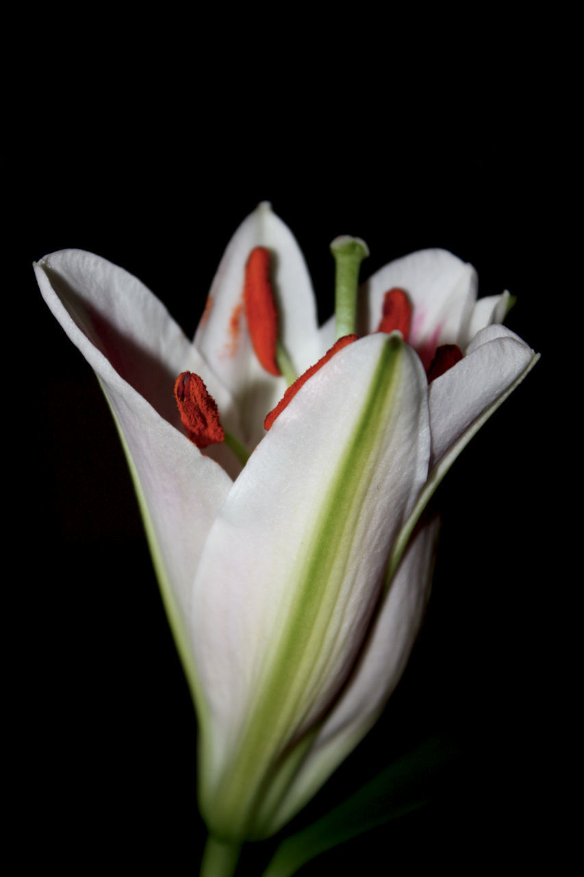 CLOSE-UP OF WHITE FLOWER