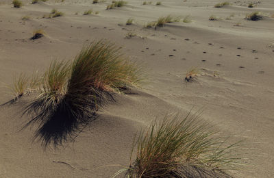 High angle view of sand dunes at beach