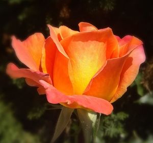 Close-up of orange rose