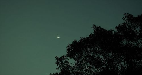 Low angle view of silhouette tree against clear sky at night