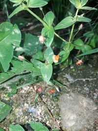 High angle view of snake on plant