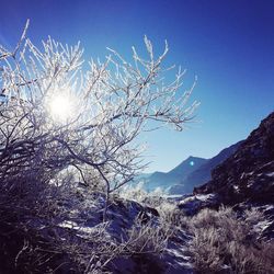 Low angle view of bare tree against clear blue sky