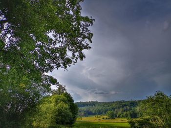 Trees on field against sky