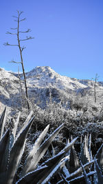 Scenic view of mountains against clear blue sky