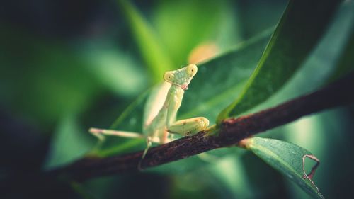 Close-up of grasshopper on leaf