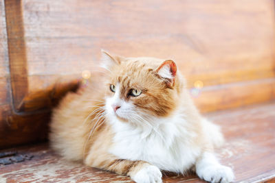 Ginger cat siting on a bench