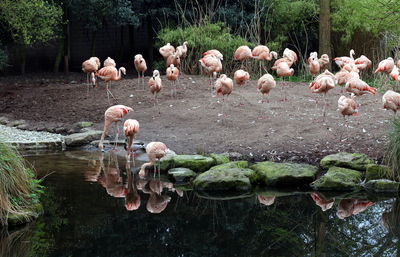 View of flamingos