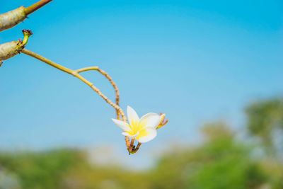 Close-up of yellow flowering plant against clear sky