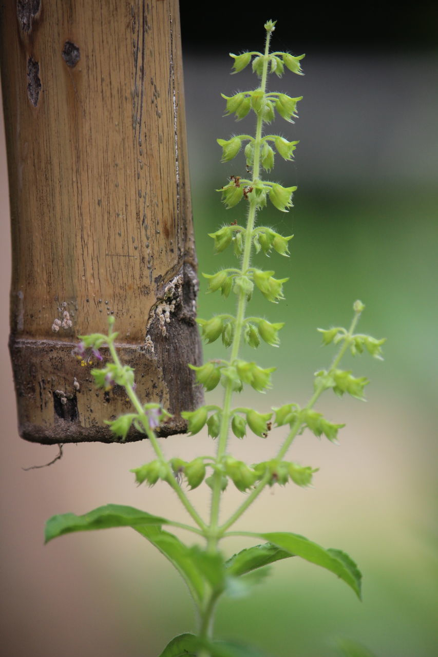 PLANT IN A GREEN TREE