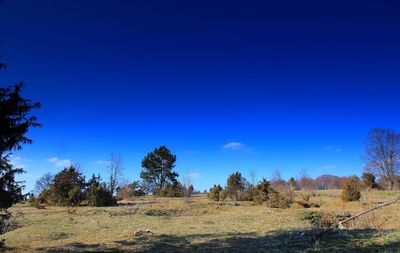 Trees on field against clear blue sky