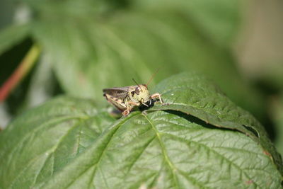 Close-up of insect on leaf