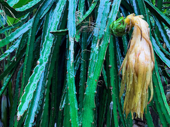 Full frame shot of bamboo plants