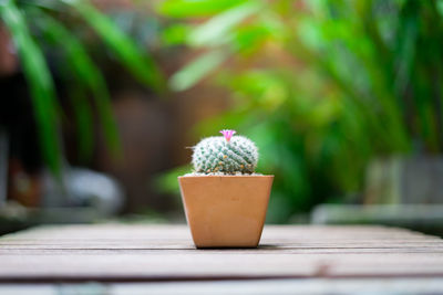 Close-up of cactus on table