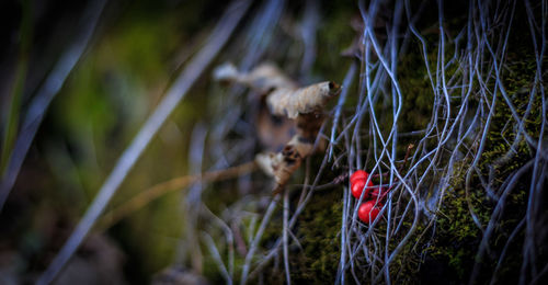 Close-up of plant against blurred background