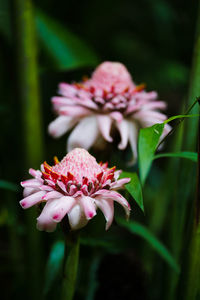 Close-up of pink flowering plant