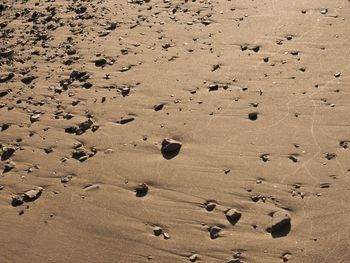 Flock of birds on sand at beach