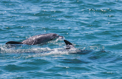 View of turtle in sea