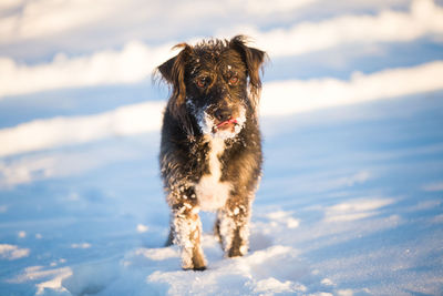 Portrait of dog standing on land