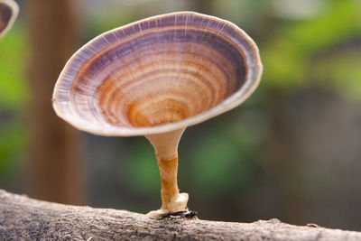 Close-up of a mushroom