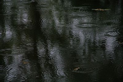 Reflection of trees in water