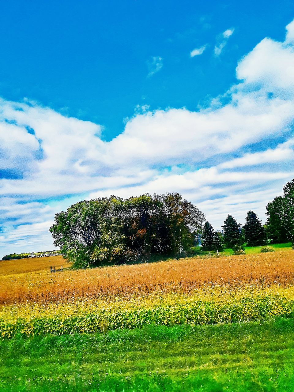 plant, landscape, sky, cloud - sky, field, environment, land, tranquil scene, beauty in nature, tranquility, scenics - nature, rural scene, agriculture, growth, nature, yellow, farm, tree, no people, day, outdoors, plantation