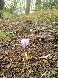 Close-up of crocus blooming on tree