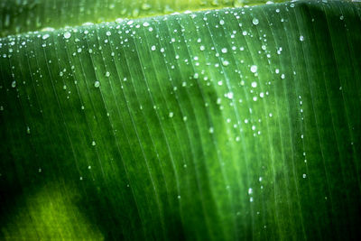 Full frame shot of wet leaves