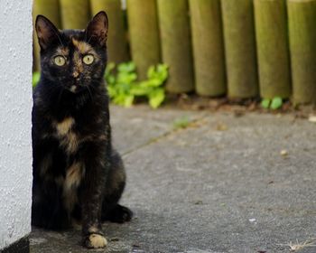 Portrait of black cat sitting outdoors