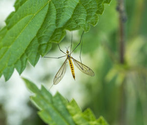 Close-up of butterfly on leaf