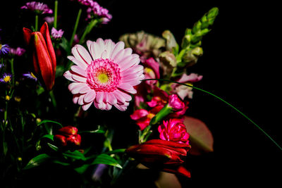 Close-up of pink flowering plants