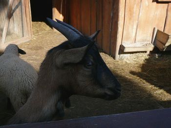 Close-up of a horse in pen