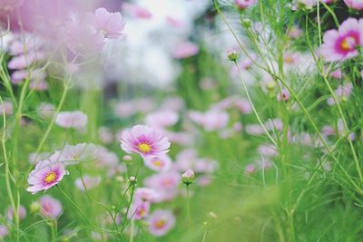 Close-up of pink flowers