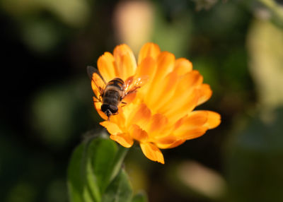 flowering plant