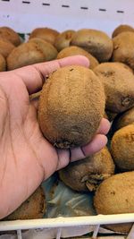 Close-up of person hand with kiwi fruit