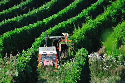 Plants on agricultural field