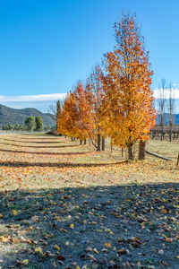 Autumn trees on field against clear blue sky