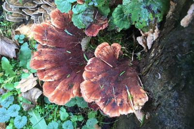 High angle view of mushrooms growing on tree trunk