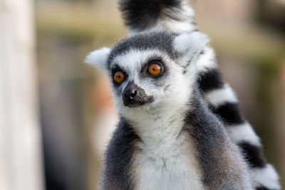 Close up portrait of a ring tailed lemur 