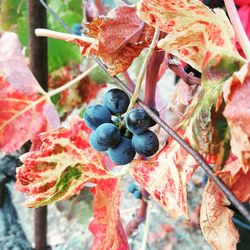 Close-up of grapes growing on plant