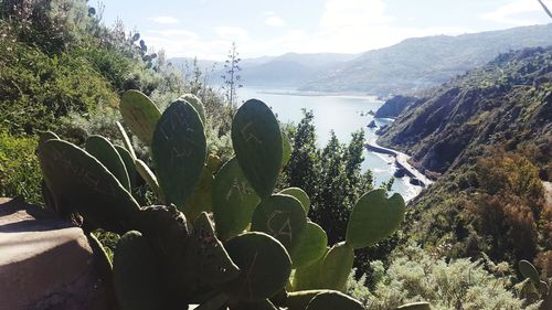 Close-up of succulent plants against sky