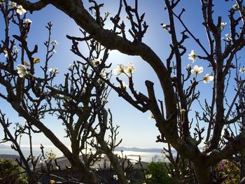 Bare trees against sky