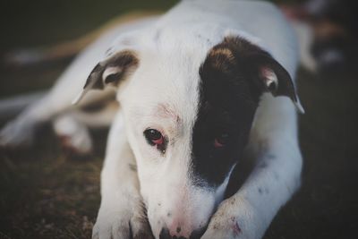 Close-up portrait of dog on field