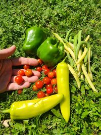 Cropped hand of person holding tomatoes