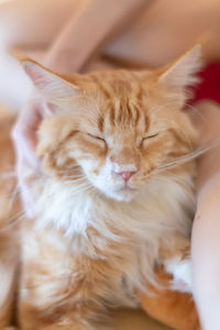 Portrait of cute cat laying on the floor. selective focus point.