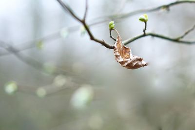 Close-up of plant