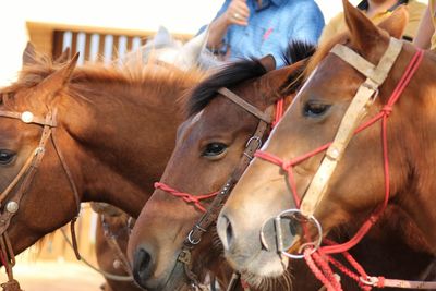 Low section of person with horse